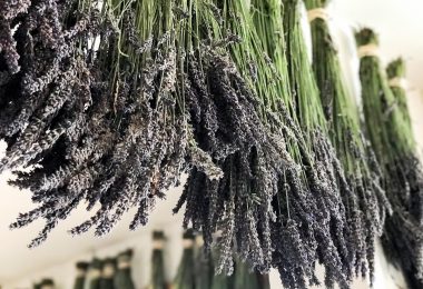 how to dry lavender flowers